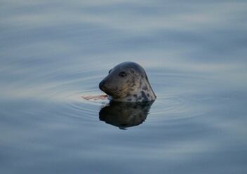 Harbour Seal - бесплатный image #474271