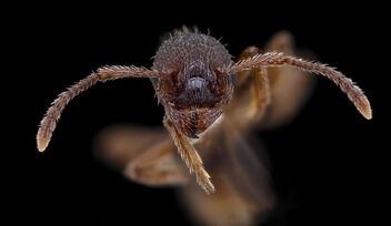 Miscellaneous ant, face, MAGLEV_2020-08-12-18.37.05 ZS PMax UDR - image #474391 gratis