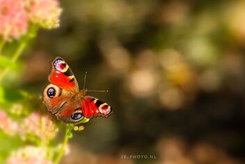 Butterfly with me - Free image #474411