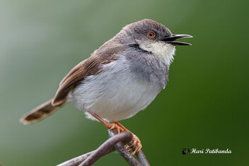 A Grey Breasted Prinia on a Perch - image gratuit #474461 