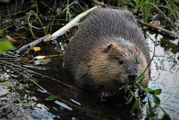 Beaver-pond life - Free image #474471