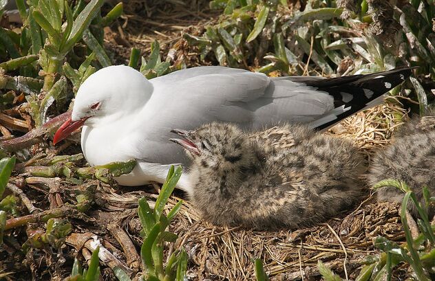 Red Billed Gull And Chick. NZ - image #474541 gratis