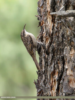 Bar-tailed Tree-creeper (Certhia himalayana) - image #474601 gratis