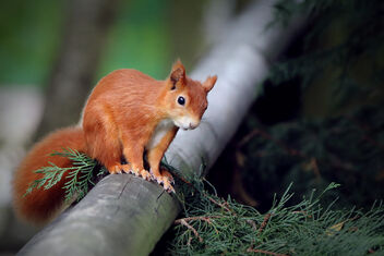 Inquisitive Squirrel - image #474681 gratis