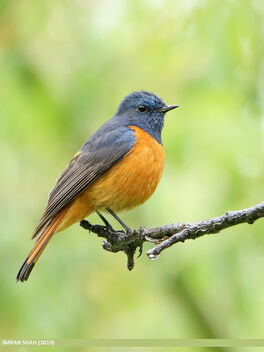 Blue-fronted Redstart (Phoenicurus frontalis) - Free image #474741