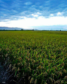 Campo de arroz - Kostenloses image #474761