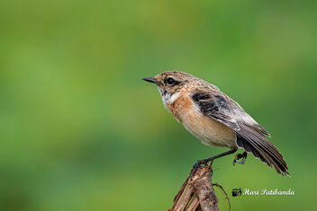 A Siberian Stonechat Stretching its wings in the morning - image #474801 gratis