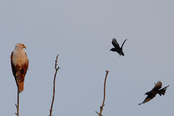 A Brahminy Kite Troubled by Drongoes - image gratuit #474971 