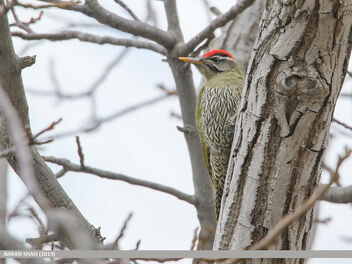 Scaly-bellied Woodpecker (Picus squamatus) - Free image #475031