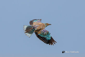 An European Roller in Flight - бесплатный image #475241