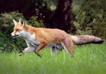 Fox Trot - image gratuit #475361 