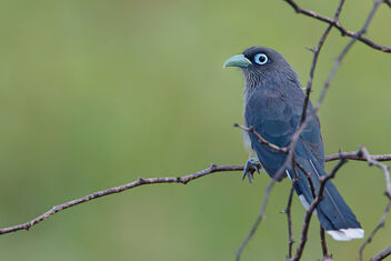 A Blue Faced Malkoha resting in the evening - Kostenloses image #475521