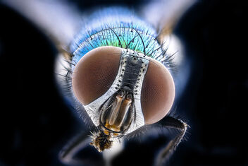 green metallic fly, beltsville, face_2020-10-16-18.12.02 ZS PMax UDR - image #475541 gratis