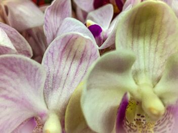 Singapore Orchids - Free image #475601