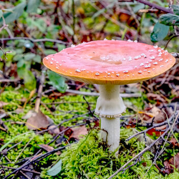 Lonely mushroom - Kostenloses image #475931