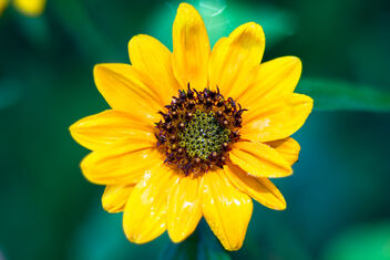 Autumn Sunflower - image gratuit #475961 
