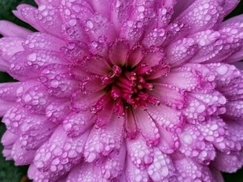 Mei-Kyo, chrysanthemum - image #476071 gratis