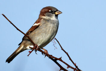 Sparrow - image #476101 gratis