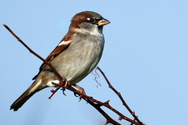 Sparrow - Free image #476101