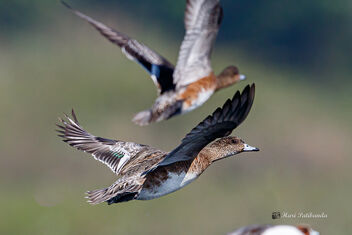 Northern Pintails taking flight - image #476241 gratis