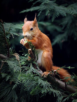 Red Squirrel in a Pine Tree - image #476261 gratis