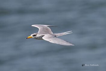 A River Tern fishing in a Reservoir canal - image #476291 gratis