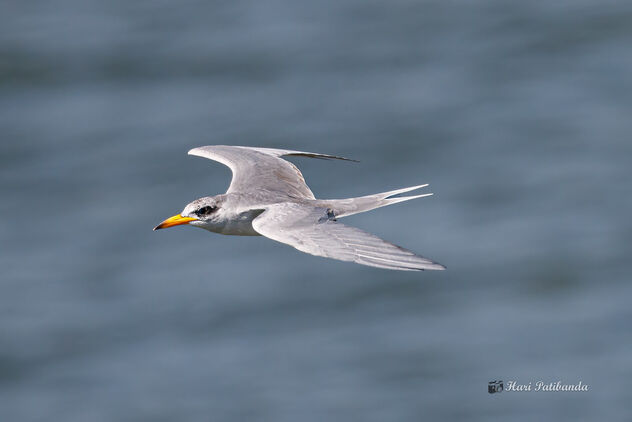 A River Tern fishing in a Reservoir canal - Free image #476291