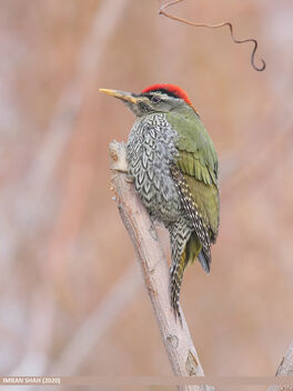 Scaly-bellied Woodpecker (Picus squamatus) - image #476441 gratis