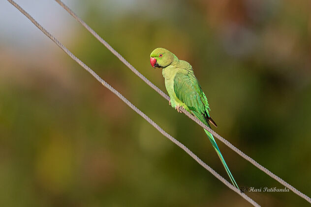 A Rose Ringed Parakeet readying for the day - Kostenloses image #476461