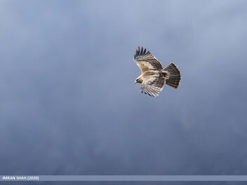 Booted Eagle (Hieraaetus pennatus) - image #476641 gratis