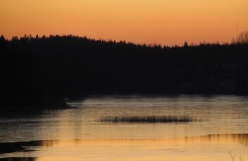 Reeds at sunset - Free image #476981