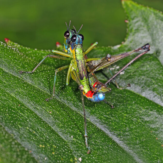 Monkey Grasshopper - Paramastax species, San Rafael Waterfall, Cayambe Coca National Preserve, Ecuador, August 25, 2019 - Kostenloses image #477191
