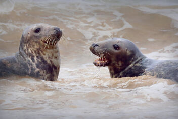 A Salt-watery Seal Salutation - image gratuit #477211 