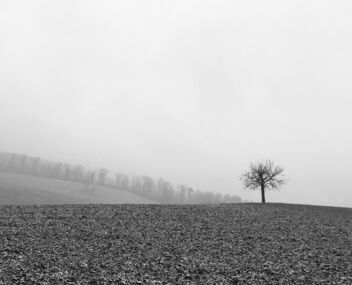 morning mist for a lonesome tree - image #477451 gratis