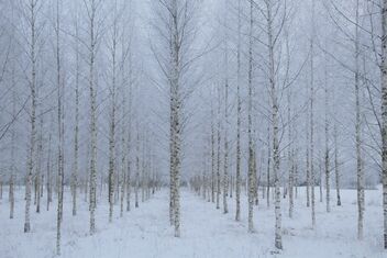Frosty birches - image #477481 gratis