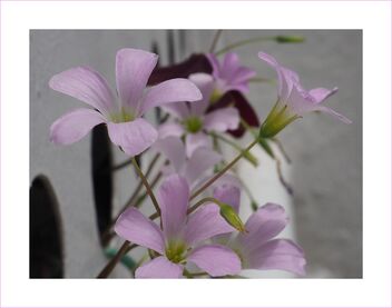 Triangularis flowers - бесплатный image #477571