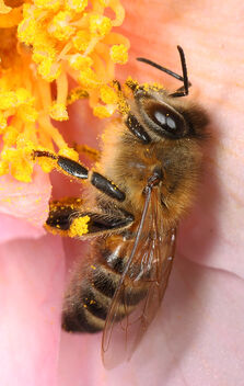 12/365 Western Honey Bee - Apis mellifera, Green Spring Garden, Alexandria, Virginia - image gratuit #477581 