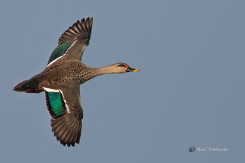 A Spot Billed Duck in Flight - image #477771 gratis