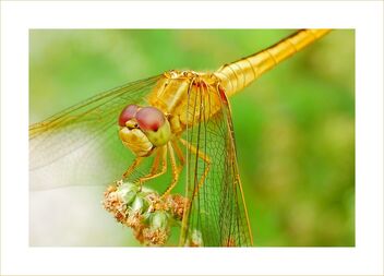 Golden dragonfly - image #478001 gratis