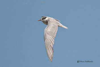 A Whiskered Tern in Flight over a fish farm - image #478181 gratis