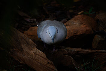 Ring-necked dove (Streptopelia capicola) - image gratuit #478201 