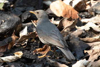A Rare Tickell's Thrush On the Forest floor - Free image #478251