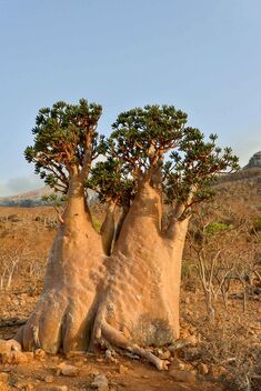 Bottle Tree, Socotra Is - бесплатный image #478261