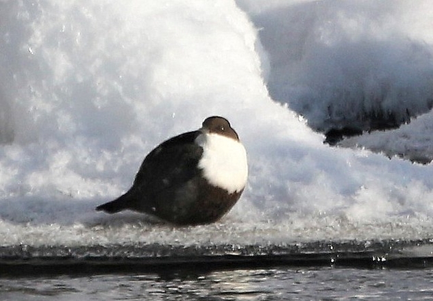 Dipper on the Ice - image #478371 gratis