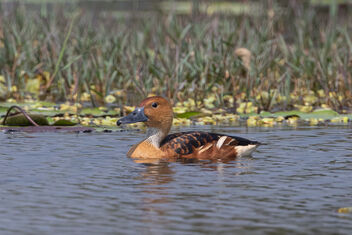 A Surprise sighting - Fulvous Whistling Duck - бесплатный image #478421