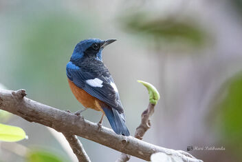 Finally - A Blue Capped Rock Thrush in action - image gratuit #478511 