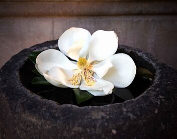 Magnolia grandiflora - бесплатный image #478551