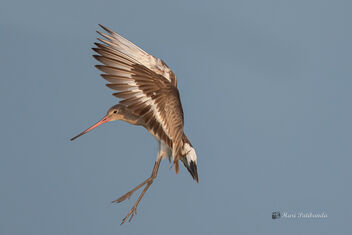 A Black Tailed Godwit ready for a figh - Kostenloses image #478631