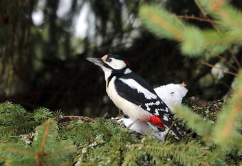 Woodpecker on the branch - бесплатный image #478661