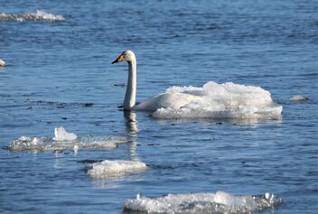 Swan - image #478791 gratis